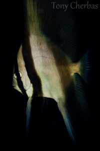 Juvenile Batfish by Tony Cherbas 